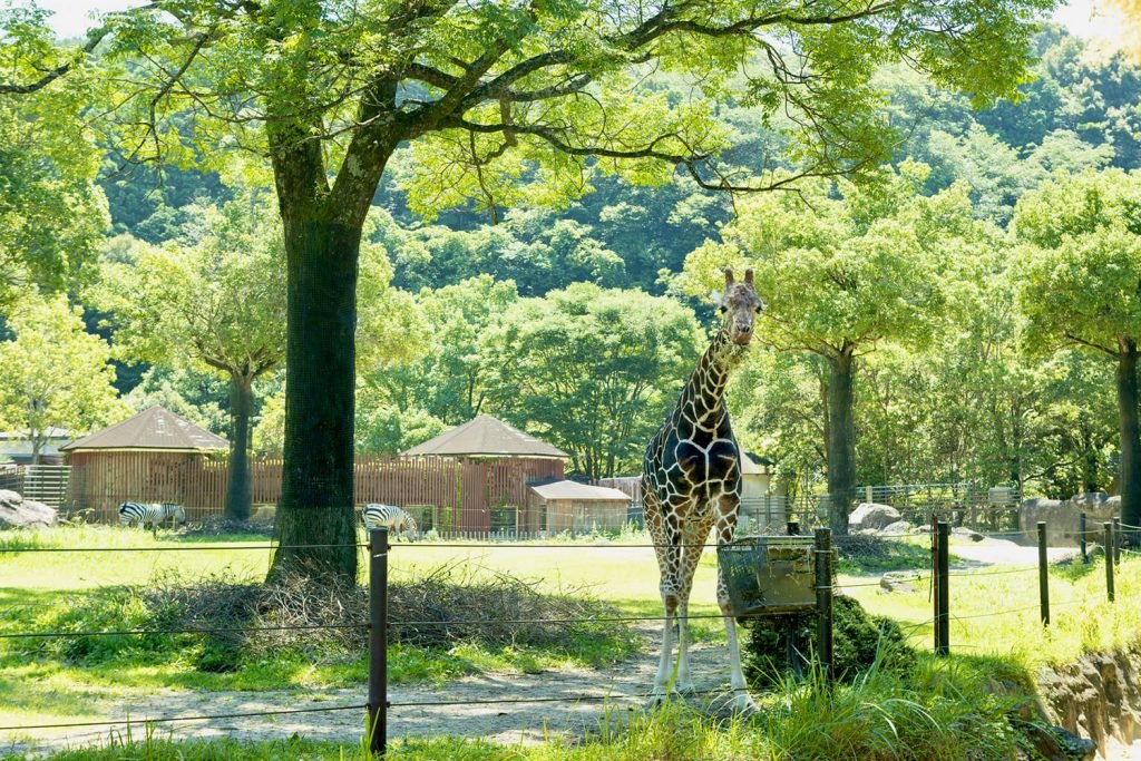 🏞️ 고치 현립 노이치 동물공원 (코치 켄리츠 노이치 도부츠 코엔) 이미지 6